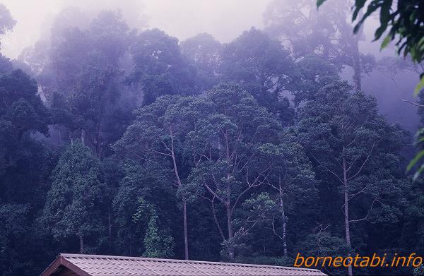 朝のフタバガキ林　1998年12月　ダナンバレー