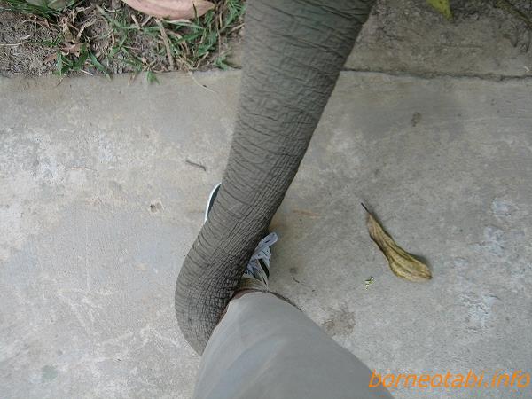 2012．6.29　私の足に巻きついたゾウの鼻。あやうくオリの中に引きずり込まれるとこだった。