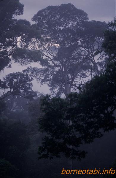 朝のフタバガキ林　1998年12月　ダナンバレー