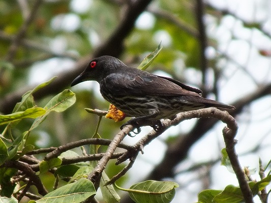 ミドリカラスモドキ成鳥　　2012．6.28　マムテック島